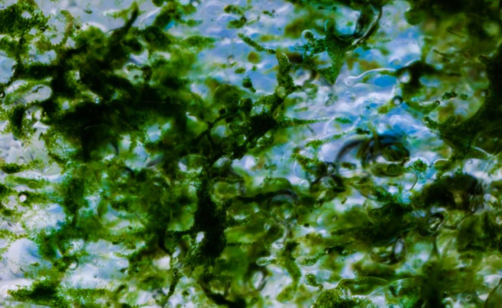 Fresh, blue green biomass of spirulina 