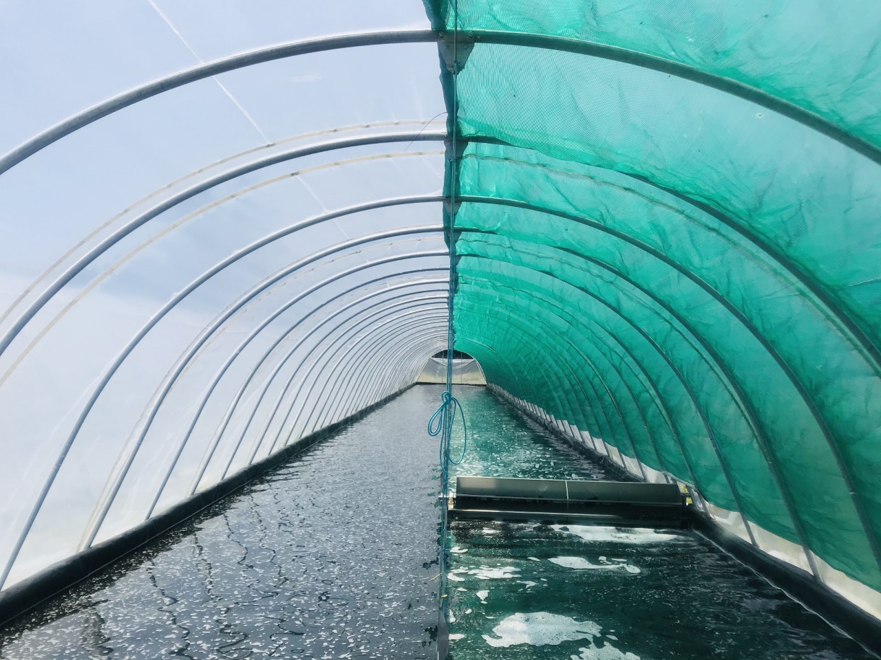 Spirulina growing in greenhouse